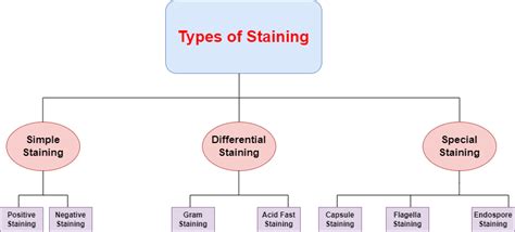 Staining Types Methods Principle Of Staining Geeksforgeeks