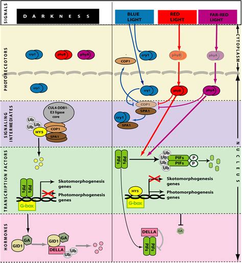 Simplified Model Of Light Perception And Signaling During Download