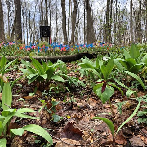 World Soil Day: Holden's Soil Ecologists Improving the Odds for Trees