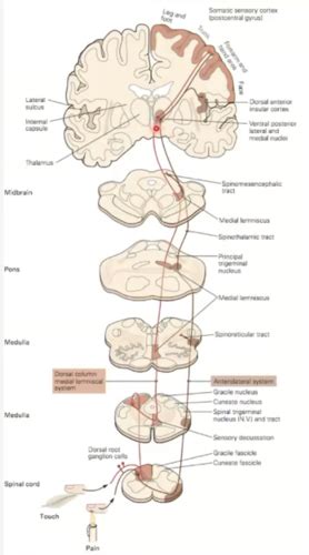 Somatosensory Cortex Flashcards Quizlet