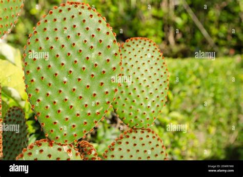 Opuntia Microdasys Cactus Closeup Stock Photo Alamy