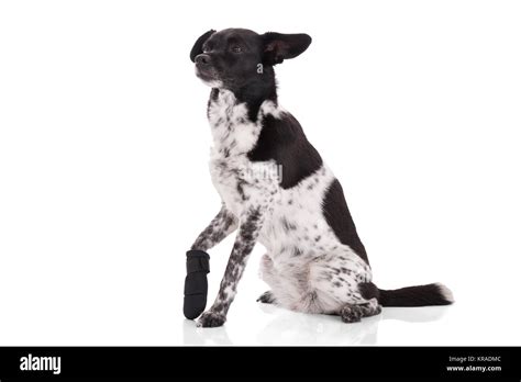 Portrait Of A Dog With Injured Paw Stock Photo Alamy