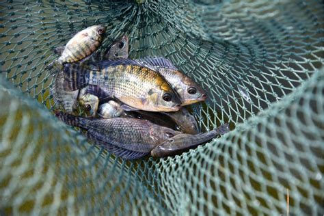 Produ O De Peixes Em Cativeiro Supera Pesca No Mundo Pela Primeira Vez