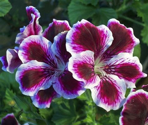 Geranio De Pensamiento Pelargonium Grandiflorum