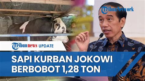 Inilah Pancasona Sapi Kurban Milik Jokowi Dengan Bobot 1 28 Ton