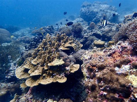 Green Island Dive Site near Phuket | Exclusive Access!