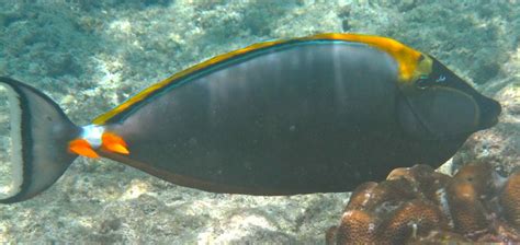 Surgeonfish Wiseoceans