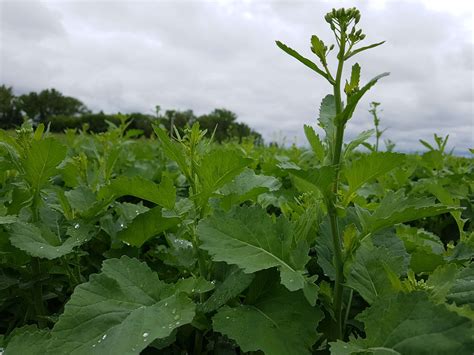 Prairie Crops and Soils Research Facility to be built at University of Manitoba – RealAgriculture