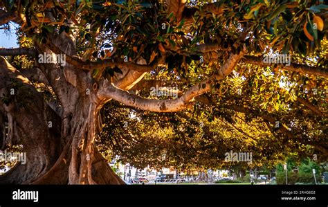 A Southern Magnolia Tree Magnolia Grandiflora Stock Photo Alamy