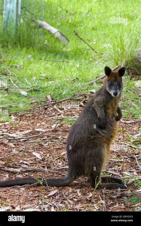 The Swamp Wallaby Wallabia Bicolor Is A Small Macropod Marsupial Of