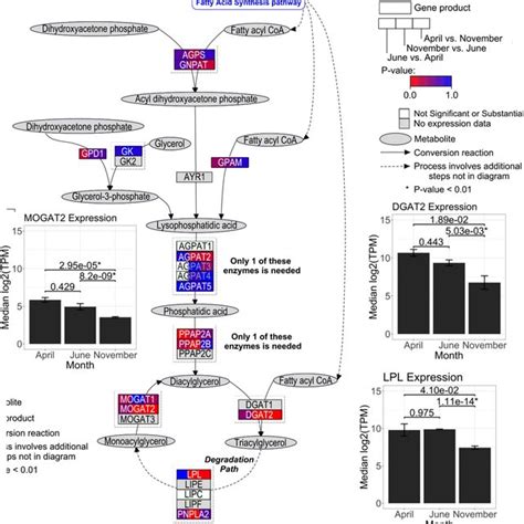 Triacylglycerol Synthesis Pathway And Male Seasonal Differential