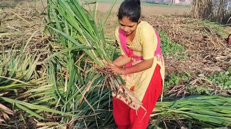 किसान की जिंदगी आसान नहीं होती जनाब बहुत मेहनत करनी पड़ती है विलेज लाइफ