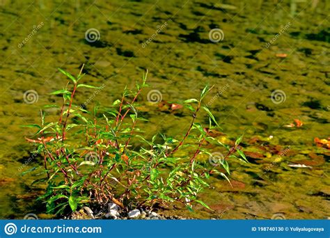 A Shallow Transparent River With Green Weeds And A Plant With Red Stems