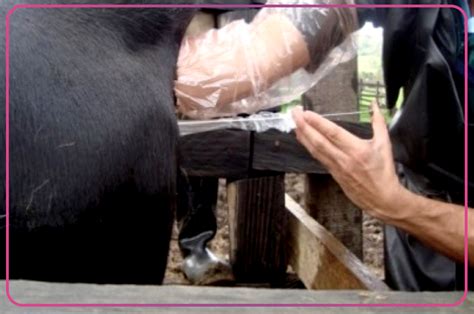 Artesano deslealtad Formación apareamiento de las vacas buscar