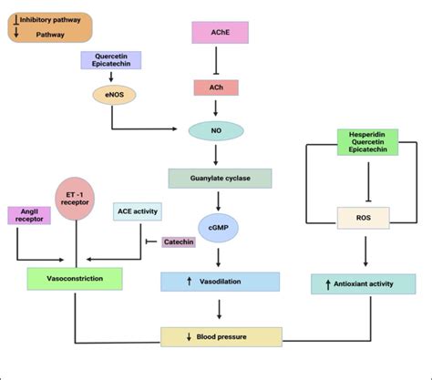 Effect Of Polyphenols On Mechanistic Pathways Involved In The