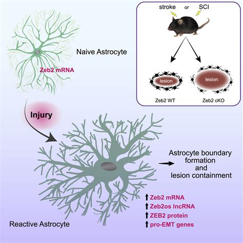 Zeb Is A Regulator Of Astrogliosis And Functional Recovery After Cns