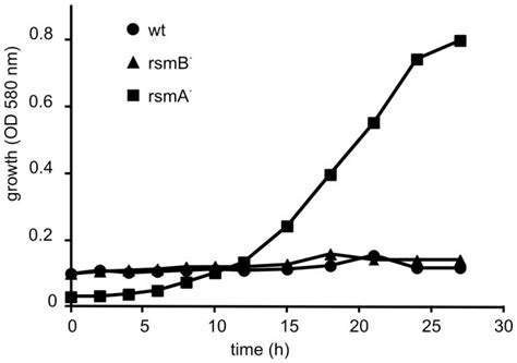 Wild Type Wt Rsma And Rsmb Strains Were Tested For Their Ability