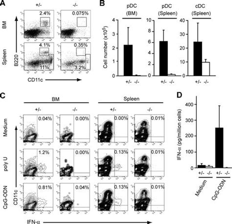 Development Of Plasmacytoid Dendritic Cells In Bone Marrow Stromal Cell Niches Requires Cxcl12