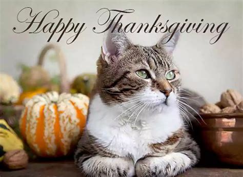 50 Happy Thanksgiving Cat Images Free Download 2024 Quotesprojectcom