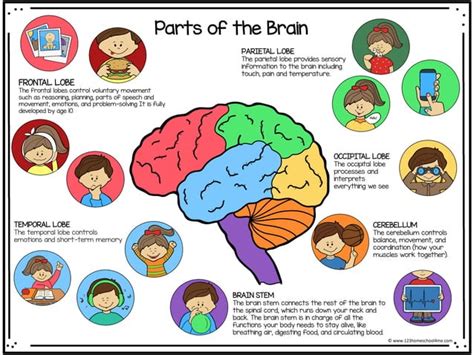 brain worksheets.pdf