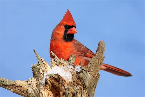 Male Northern Cardinal stock image. Image of cardinal - 7564575