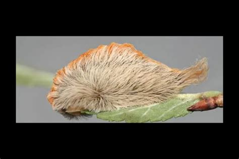 Is This a Photograph of a Venomous 'Asp' Caterpillar? | Snopes.com