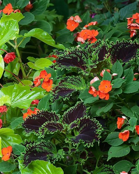 Wicked Witch Coleus Plant Medtuacth