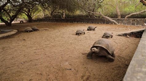 Tortugas Gigantes Criadas En Cautividad Retornan A Su H Bitat En Gal Pagos