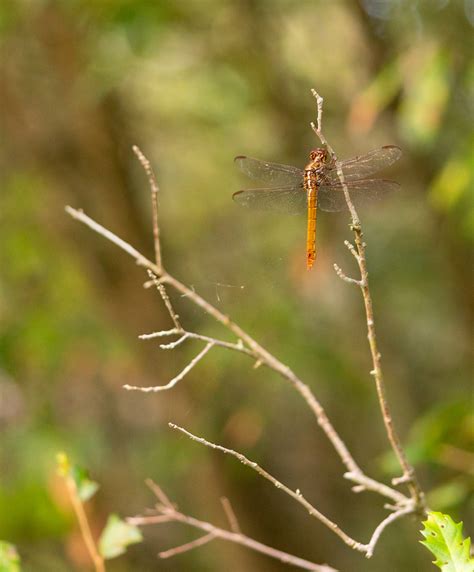 Roseate Skimmer From Corp Woods Nature Sanctuary Galveston TX 77550