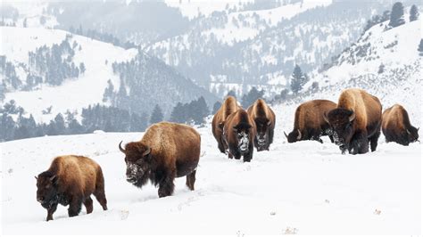 What’s the Difference Between Bison and Buffalo?