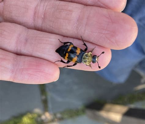 Tomentose Burying Beetle From Fishers Island Fishers Island Ny Us On