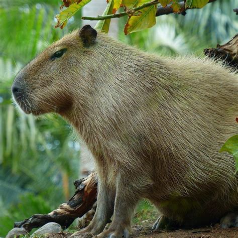 The Capybara as a Pet