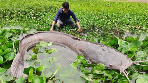 Amazing Hand Fishing Best Catching Many Catfish In Mud Water By Hand