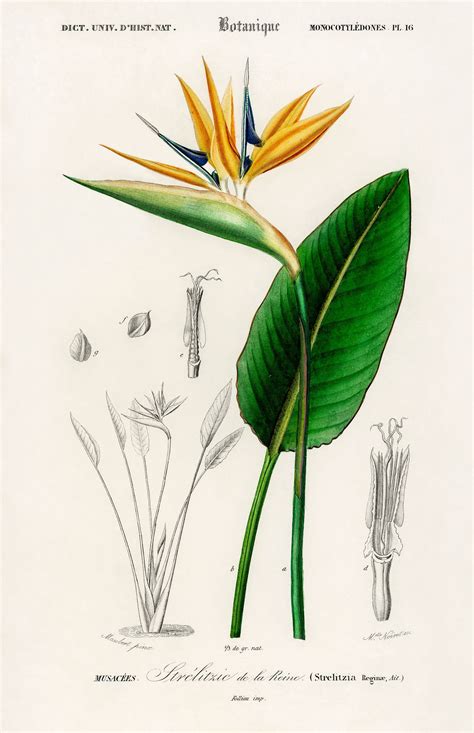 Bird of paradise (Strelitzia Reginae) illustrated by Charles Dessaline