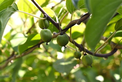 Cosa Sono E Come Si Usano I Kiwiberry Agrodolce