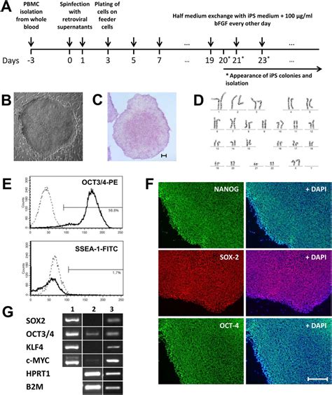 Derivation Of Ips Cells From Pbmcs And Their Characterization A