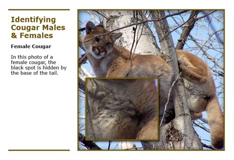 Cougar Hunting Regulations | AEP - Environment and Parks