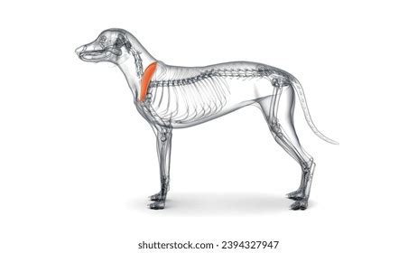 3d Rendering Anatomy Dog Supraspinatus Muscle Stock Illustration 2394327947 | Shutterstock