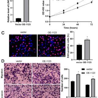 LINC01123 Overexpression Promotes Hep3B Cell Proliferation And