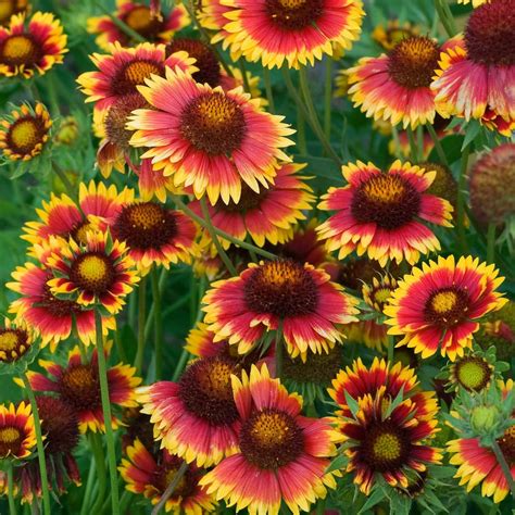 Grow Enduring Beauty With Perennial Gaillardia Aristata Seeds From Todd