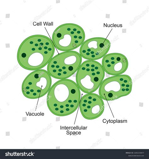 Collenchyma Tissue Diagram