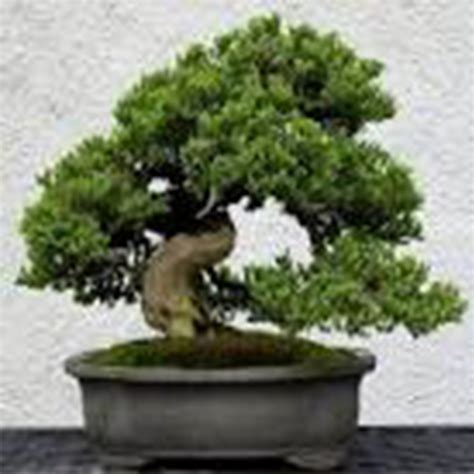 28+ Bonsai Ketapang Kencana