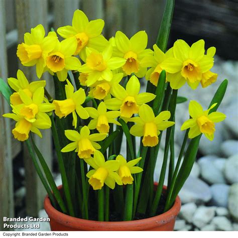 Buy Narcissus Tete A Tete Organic Gardening Catalogue