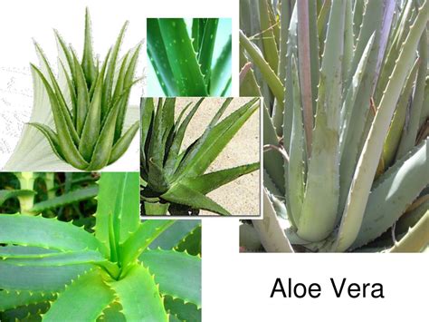 Ppt Aloe Vera Powerpoint Presentation Free Download Id 5399716