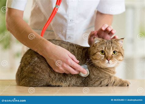 Veterinary Doctor With British Cat In Clinic Stock Image Image Of