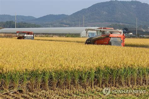 올해 쌀 생산량 370만t재배면적 감소에 16↓ 한국경제