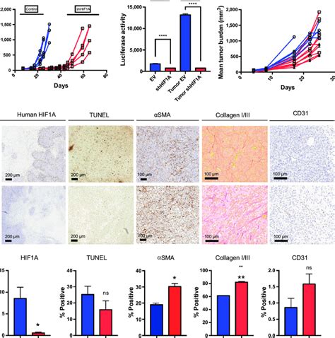 Characterization And In Vivo Growth Of Miapaca 2 Shhif1a Cells A