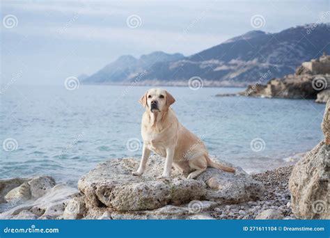 Perro Feliz En El Mar Pareja De Lindos Recuperador De Labradores En