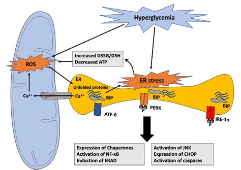 Figure 6 From Crosstalk Between Oxidative Stress And Endoplasmic