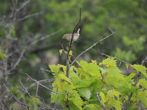 Grasshopper Sparrow. Westover – My Bird of the Day